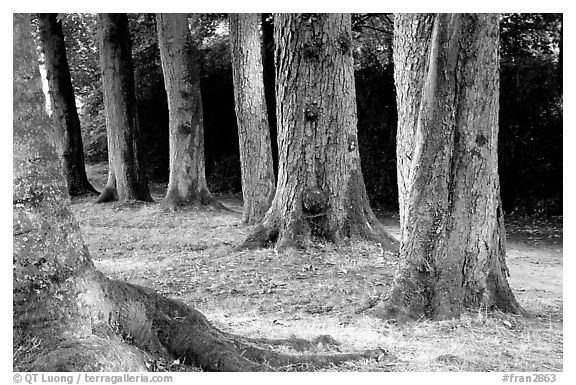 Trees in Palace Gardens, Fontainebleau Chateau. France (black and white)