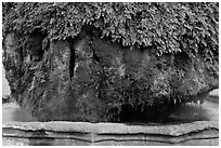 Moss-covered thermal fountain. Aix-en-Provence, France (black and white)