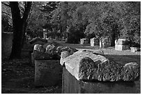 Burial grounds, Alyscamps necropolis. Arles, Provence, France (black and white)