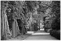 Chestnut trees, alley in English Garden, Palace of Fontainebleau. France ( black and white)