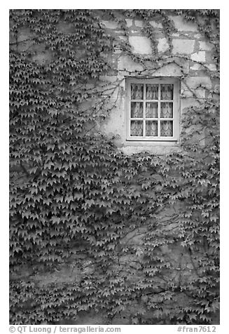 Ivy and window, Fontenay Abbey. Burgundy, France (black and white)