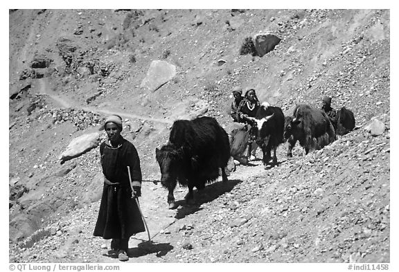 Group of people on narrow mountain trail with yaks, Zanskar, Jammu and Kashmir. India (black and white)