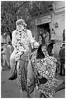 Flower-covered groom riding on horse. Jodhpur, Rajasthan, India (black and white)
