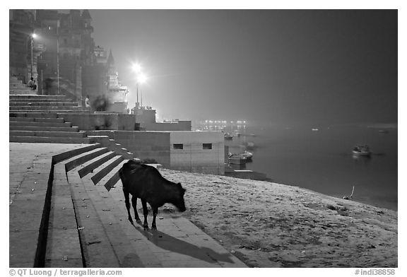 Sacred cow on the banks of Ganges River at night. Varanasi, Uttar Pradesh, India (black and white)