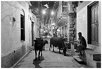Cows in narrow old city street at night. Varanasi, Uttar Pradesh, India ( black and white)