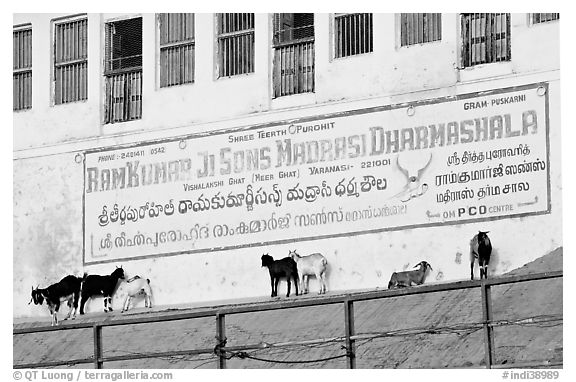 Sheep below a sign in English and Hindi. Varanasi, Uttar Pradesh, India (black and white)
