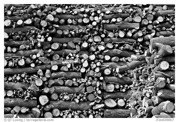 Firewood used for cremations. Varanasi, Uttar Pradesh, India (black and white)