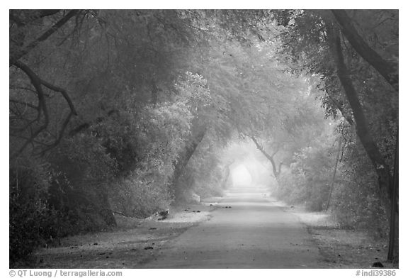 Misty path at down, Keoladeo Ghana National Park. Bharatpur, Rajasthan, India (black and white)