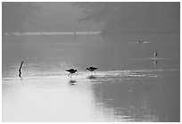 Wadding birds in pond, Keoladeo Ghana National Park. Bharatpur, Rajasthan, India (black and white)