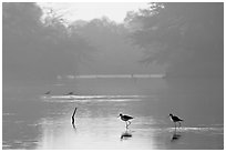 Pond with wadding birds, Keoladeo Ghana National Park. Bharatpur, Rajasthan, India (black and white)
