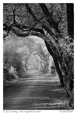 Path and tree tunnel, Keoladeo Ghana National Park. Bharatpur, Rajasthan, India (black and white)
