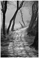 Secondary path, Keoladeo Ghana National Park. Bharatpur, Rajasthan, India (black and white)