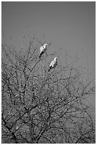 Yellow pigeons, Keoladeo Ghana National Park. Bharatpur, Rajasthan, India (black and white)