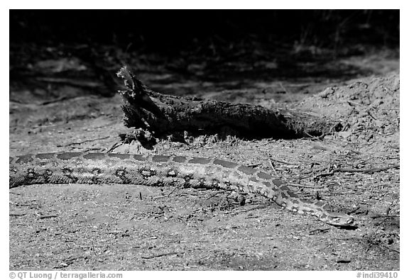 Python snake, Keoladeo Ghana National Park. Bharatpur, Rajasthan, India
