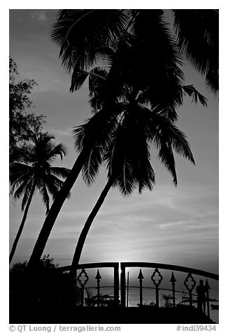 Palm trees and fence at sunrise. Goa, India (black and white)