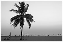 Coconut tree on Miramar Beach, sunset. Goa, India ( black and white)