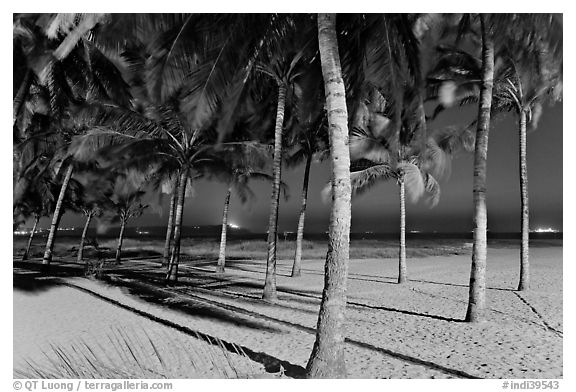 Palm trees and Miramar Beach at twilight. Goa, India (black and white)