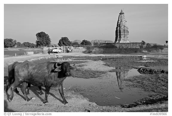Javari Temple in rural setting with pond and caw, Eastern Group. Khajuraho, Madhya Pradesh, India (black and white)