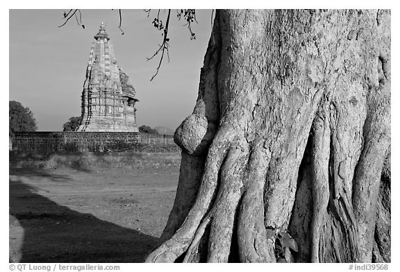 Javari Temple and tree, Eastern Group, late afternoon. Khajuraho, Madhya Pradesh, India (black and white)