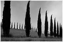 Cypress rows typical of the Tuscan landscape. Tuscany, Italy (black and white)