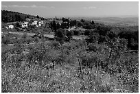 Flowers and rural landscape, Chianti region. Tuscany, Italy (black and white)