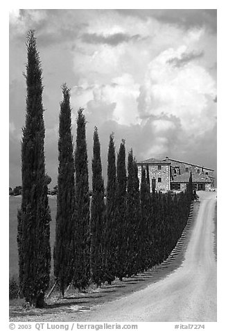 Rural road lined with cypress trees, Le Crete region. Tuscany, Italy (black and white)