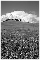 Poppies in field and cloud above distant ridge. Tuscany, Italy (black and white)