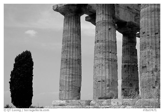 Cypress and Doruc columns of  Temple of Neptune. Campania, Italy (black and white)