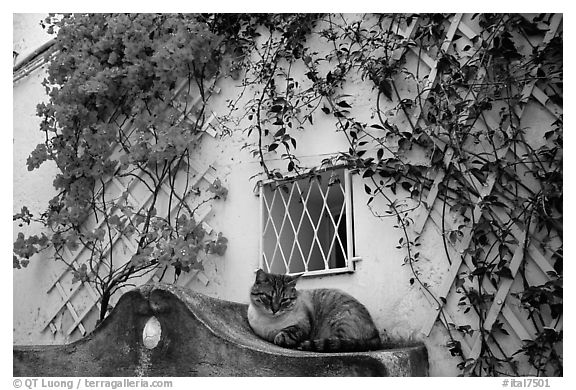 Cat and white walls with red flowers, Positano. Amalfi Coast, Campania, Italy