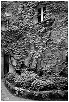 Ivy-covered wall in a Courtyard inside Villa Rufulo, Ravello. Amalfi Coast, Campania, Italy ( black and white)