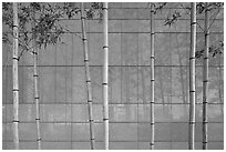 Bamboo reflected in marble wall, Dongdaemun Design Plaza. Seoul, South Korea ( black and white)