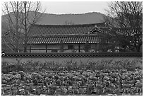 Cabbage field and residence. Hahoe Folk Village, South Korea (black and white)