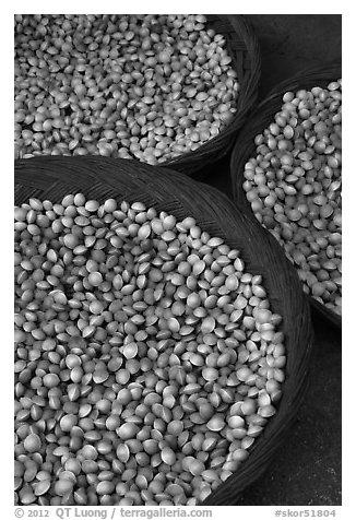 Nuts in shells. Hahoe Folk Village, South Korea (black and white)