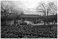 Cabbage field and rural house at sunset. Hahoe Folk Village, South Korea (black and white)