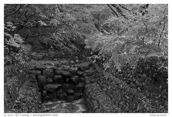 Landscaped creek in autumn, Bulguksa. Gyeongju, South Korea (black and white)