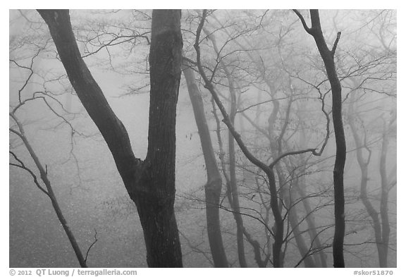Forest in fog, Seokguram. Gyeongju, South Korea (black and white)