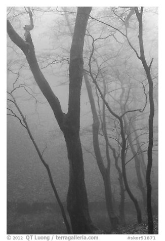Trees in fog, Seokguram. Gyeongju, South Korea (black and white)