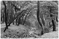 Landscaped stream in forest, Mt Namsan. Gyeongju, South Korea (black and white)