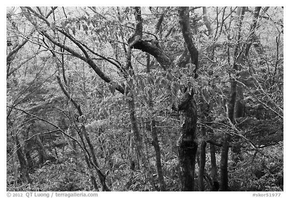 Oak forest with frost on branches, Hallasan. Jeju Island, South Korea (black and white)