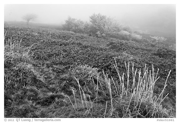 Sajebi Hill in fog, Hallasan National Park. Jeju Island, South Korea (black and white)