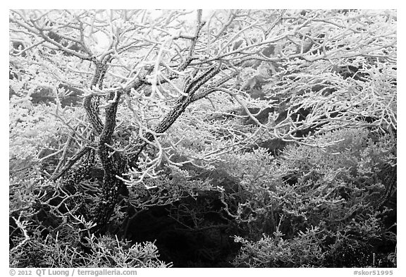Trees with hoar frost, Mt Halla. Jeju Island, South Korea (black and white)