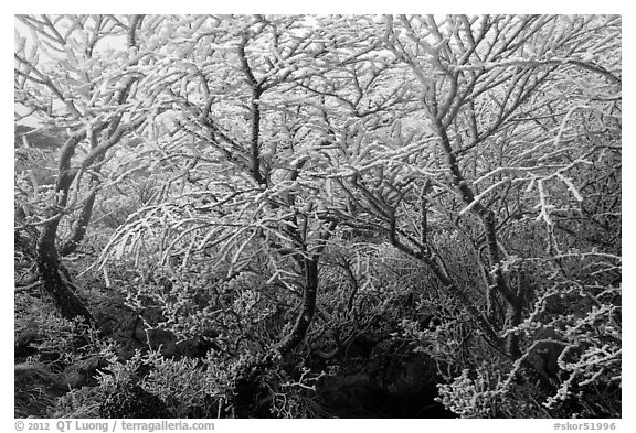 Frosted dwarf-fir, Hallasan National Park. Jeju Island, South Korea (black and white)