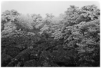 Rocks and ice-covered forest, Hallasan. Jeju Island, South Korea (black and white)