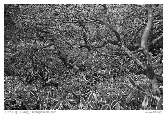 Shrubs and dwarf-fir with frost, Hallasan. Jeju Island, South Korea (black and white)