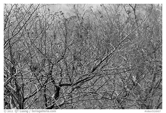Bare trees with berries, Mount Halla. Jeju Island, South Korea (black and white)