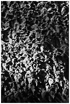 Lava stalactites, Geomunoreum. Jeju Island, South Korea ( black and white)