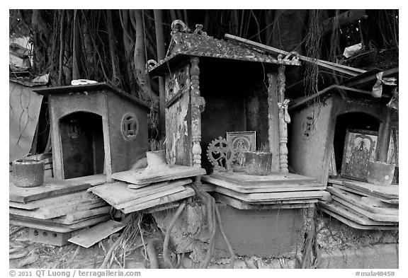 Spirit houses and banyan tree. George Town, Penang, Malaysia (black and white)