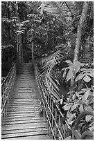 Suspended boardwalk, forest reserve. Kuala Lumpur, Malaysia (black and white)