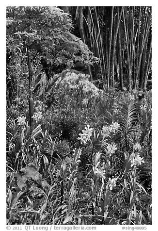 Orchids and bamboo, National Orchid Garden. Singapore