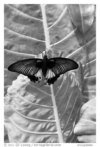 Butterfly and leaf, Sentosa Island. Singapore (black and white)